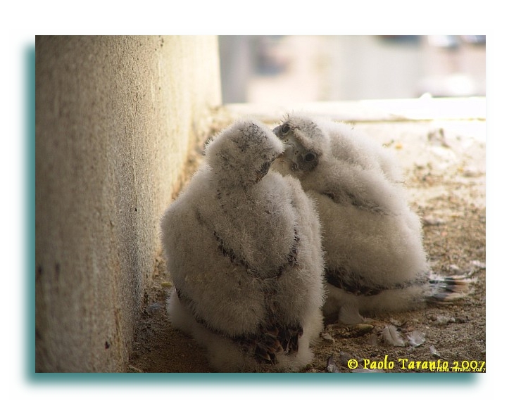 Avifauna humor